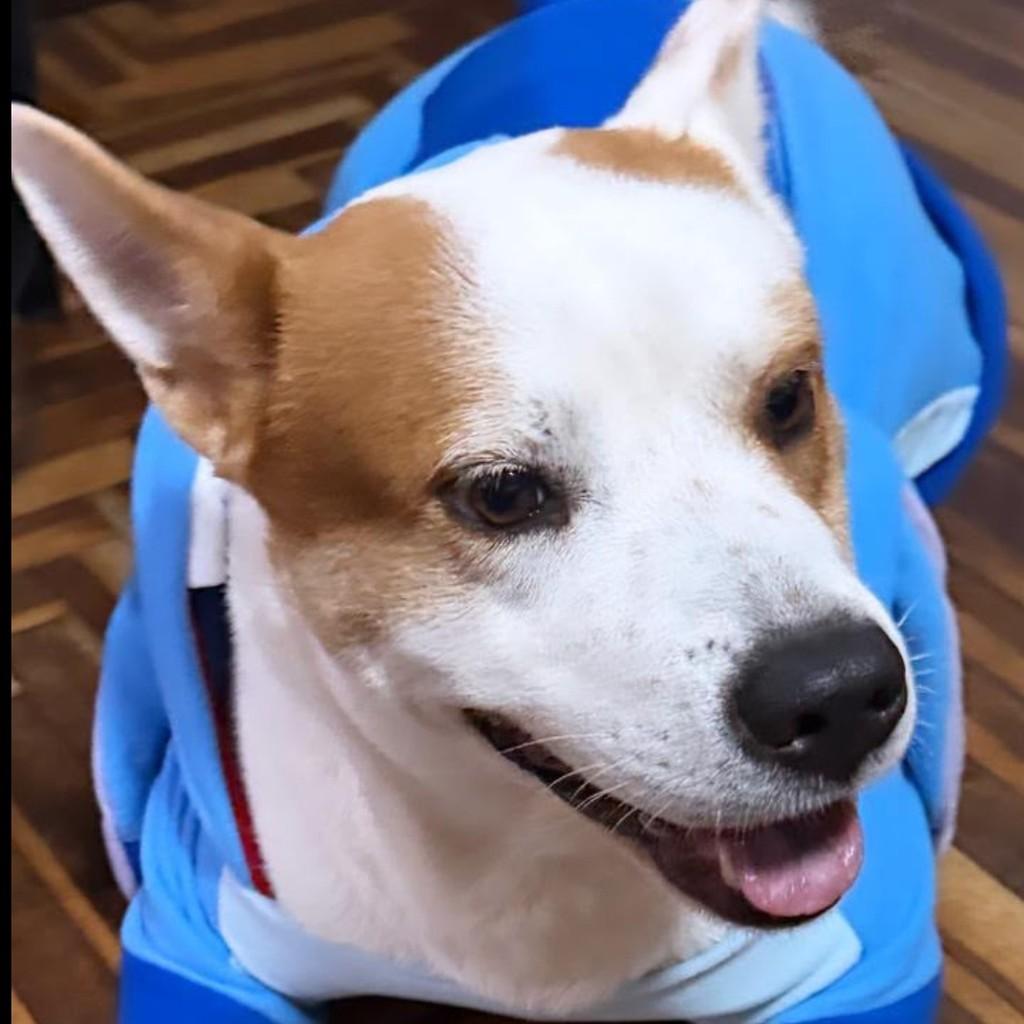 Álvaro, cachorro de porte grande para adoção em Pedro Leopoldo - MG