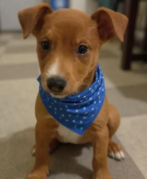 Dylan, cachorro de porte médio para adoção em Pedro Leopoldo - MG