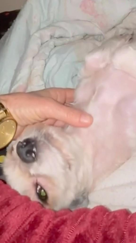 Bruna, cachorro de porte pequeno para adoção em Barreiras - BA