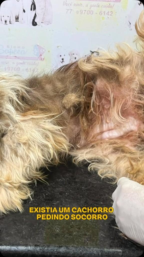 Sorriso, cachorro de porte médio para adoção em Barreiras - BA