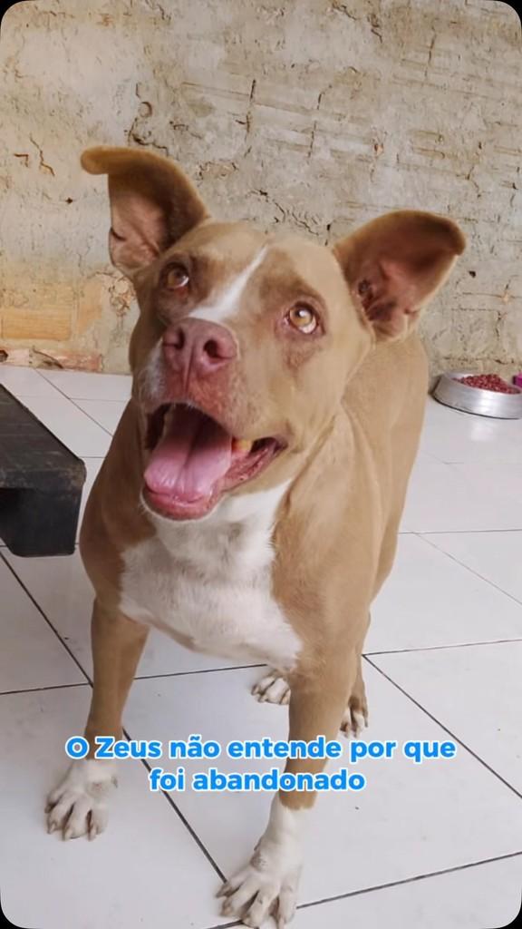 Zeus, cachorro de porte grande para adoção em Barreiras - BA