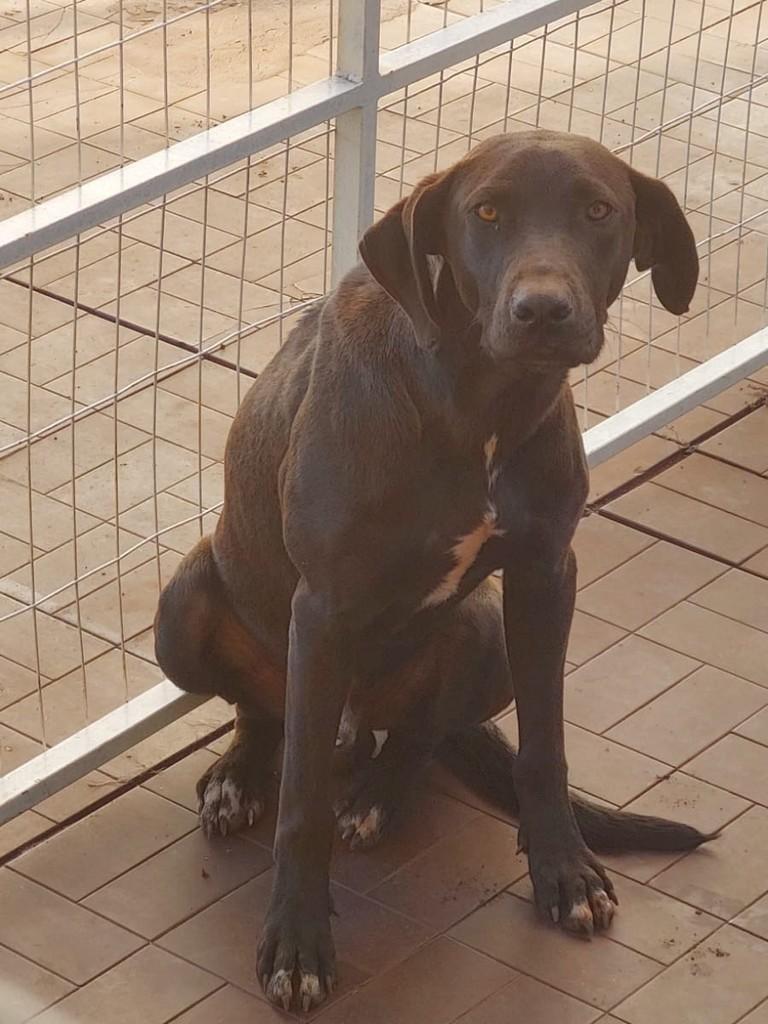 Queridão, cachorro de porte pequeno para adoção em Ibirubá - RS