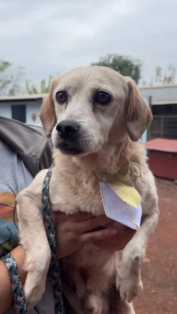 Léo, cachorro de porte médio para adoção em Ibirubá - RS