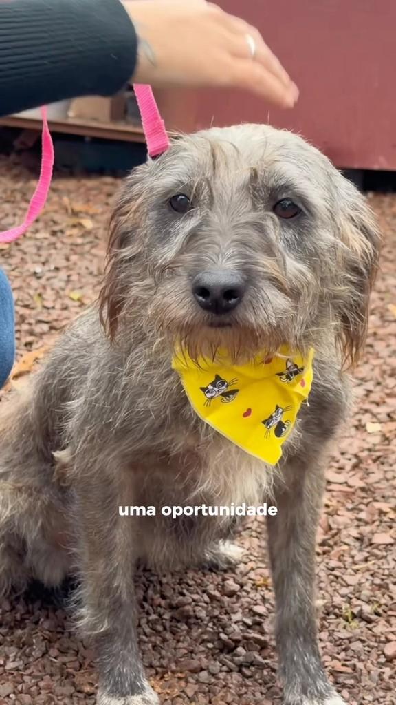 Bela, cadela de porte médio para adoção em Ibirubá - RS