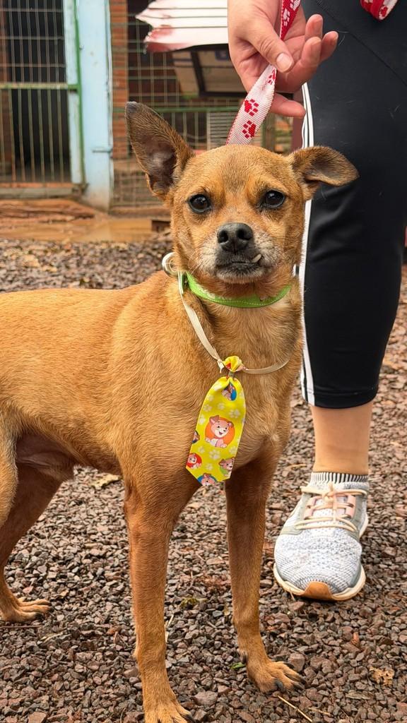 Joãozinho, cachorro de porte pequeno para adoção em Ibirubá - RS