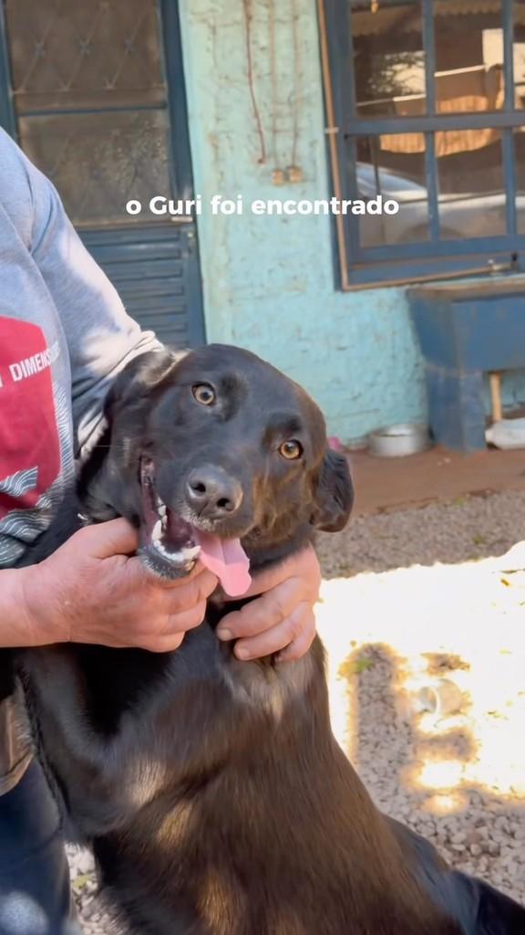 Guri, cachorro de porte grande para adoção em Ibirubá - RS