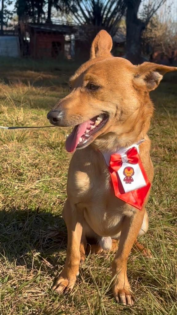 Fred, cachorro de porte pequeno para adoção em Ibirubá - RS