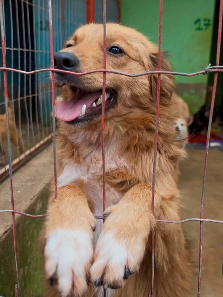 Mel, cadela de porte médio para adoção em Ibirubá - RS