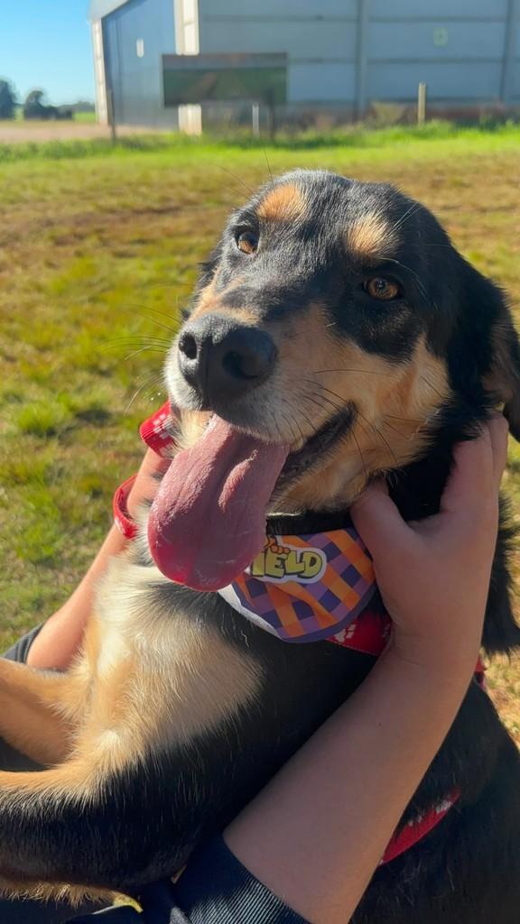 Trovão, cachorro de porte grande para adoção em Ibirubá - RS
