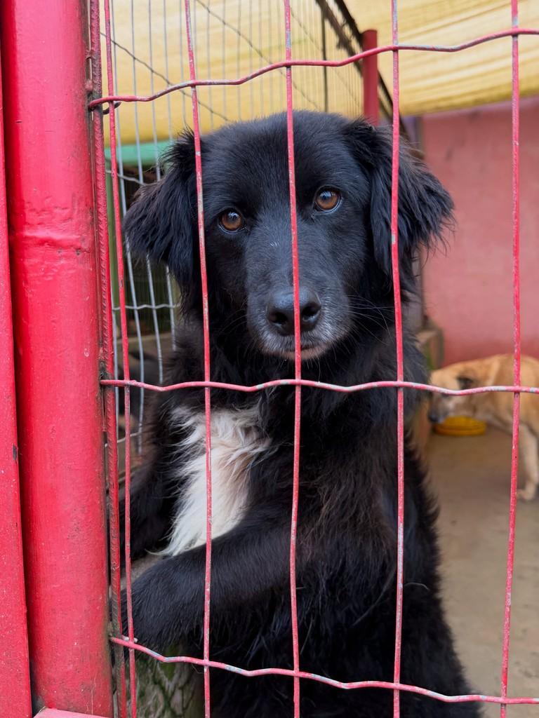 Nego, cachorro de porte grande para adoção em Ibirubá - RS