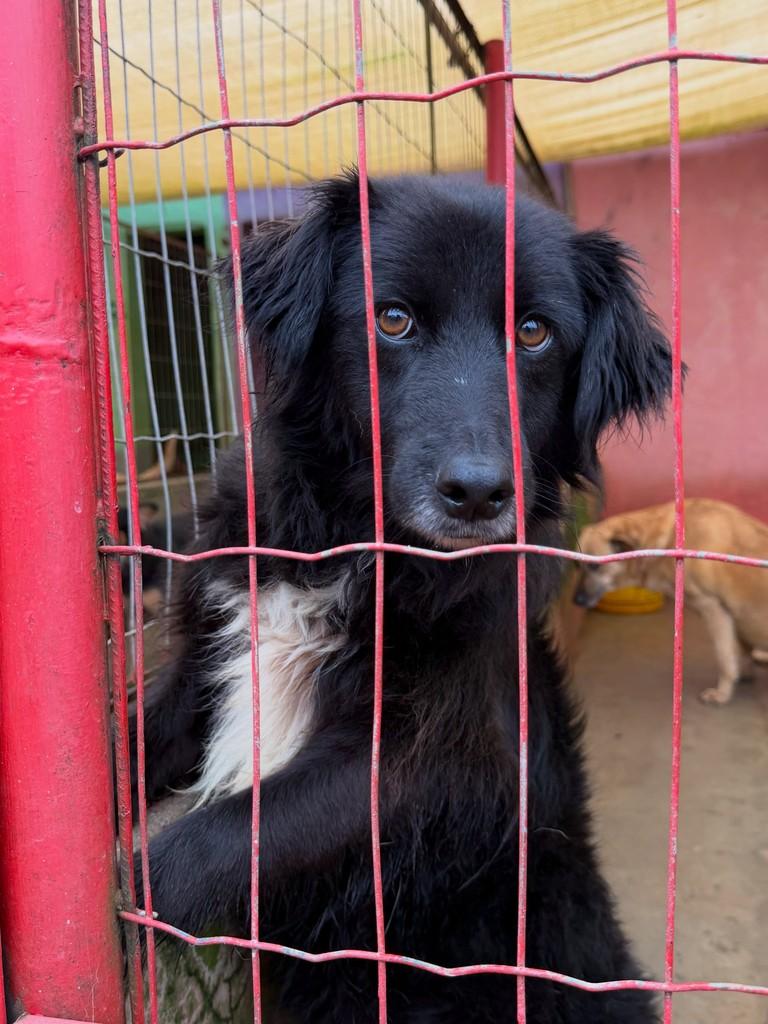 Nego, cachorro de porte grande para adoção em Ibirubá - RS — foto 2 de 3
