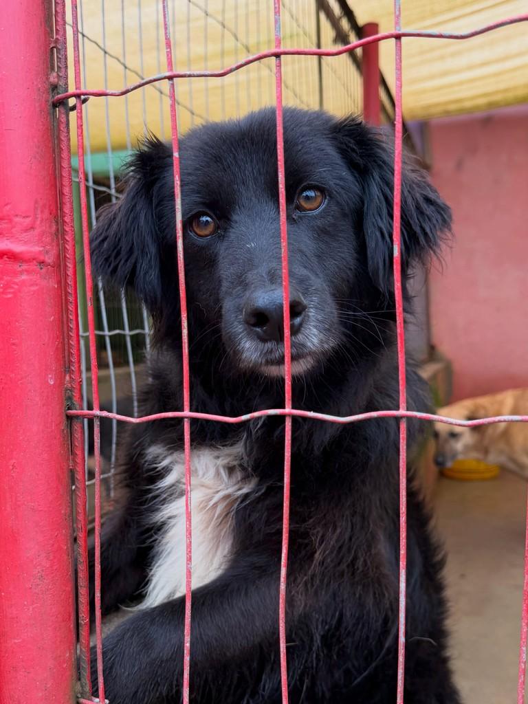 Nego, cachorro de porte grande para adoção em Ibirubá - RS — foto 3 de 3