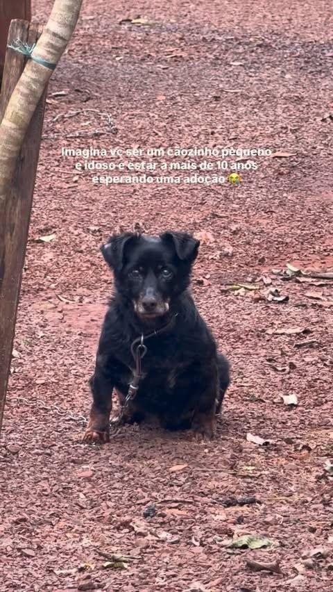 Lubi, cachorro de porte pequeno para adoção em Ibirubá - RS