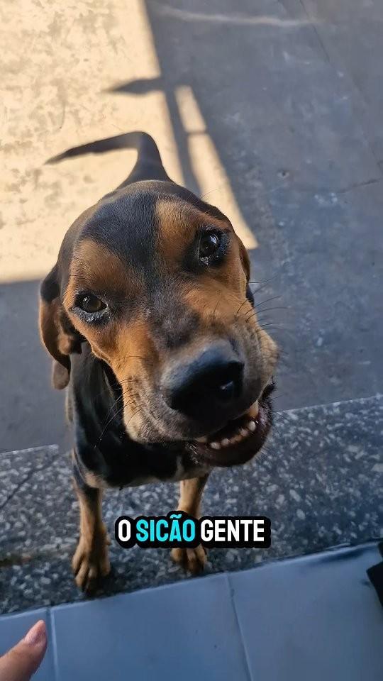 Chicão, cachorro de porte pequeno para adoção em Batatais - SP