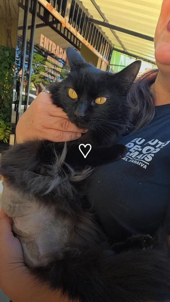 Elena, gata de porte médio para adoção em Batatais - SP