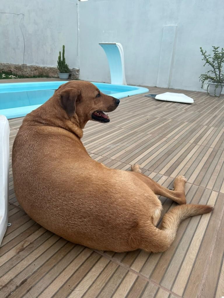 Bóris, cachorro de porte grande para adoção em Alegrete - RS
