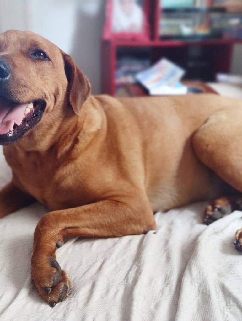 Bóris, cachorro de porte grande para adoção em Alegrete - RS — foto 2 de 3