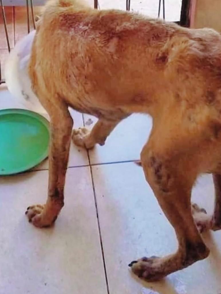 Bóris, cachorro de porte grande para adoção em Alegrete - RS — foto 3 de 3