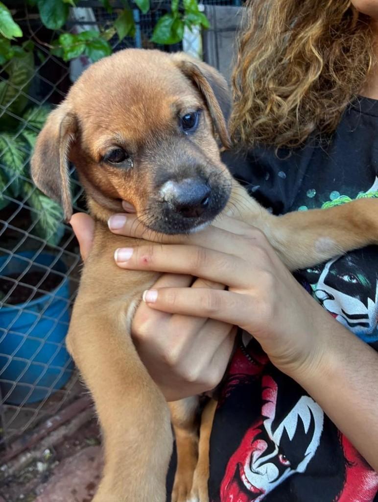 Paçoca, cachorro de porte pequeno para adoção em Campo Grande - MS