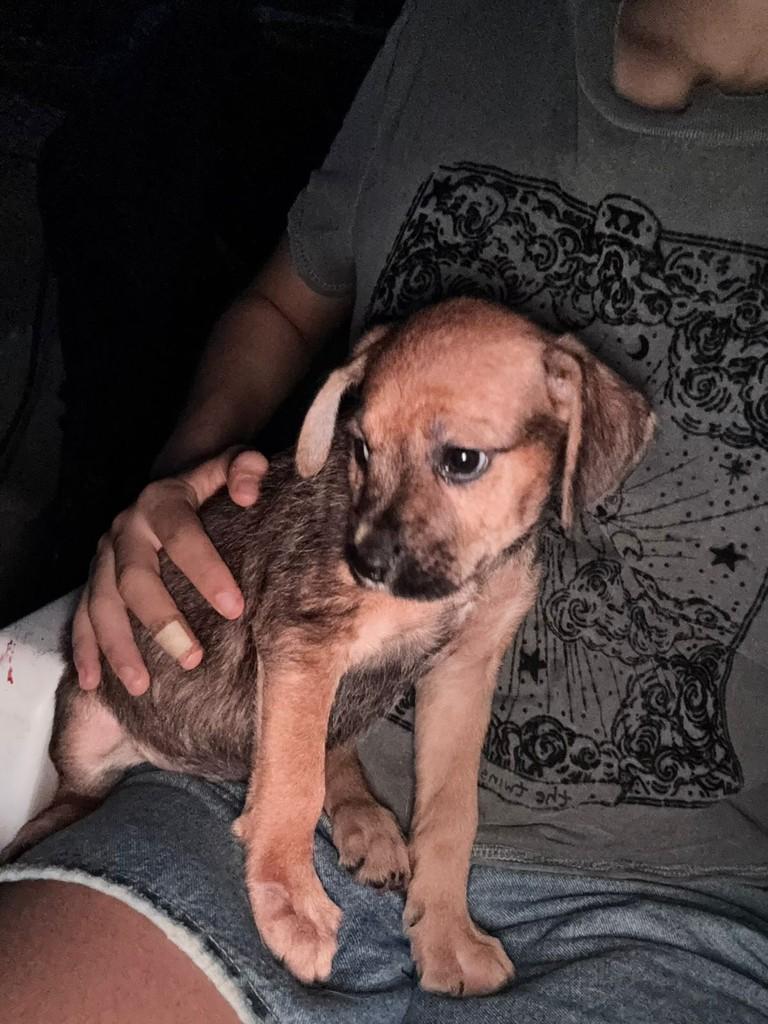 Café, cachorro de porte pequeno para adoção em Campo Grande - MS