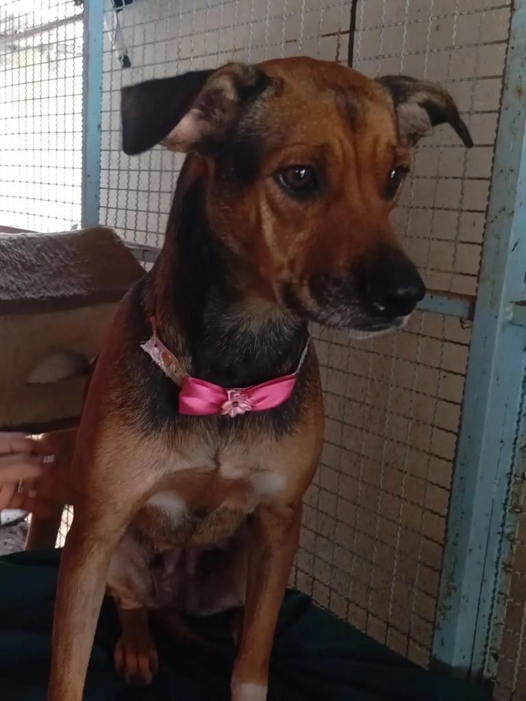Aurora, cachorro de porte pequeno para adoção em Campo Grande - MS