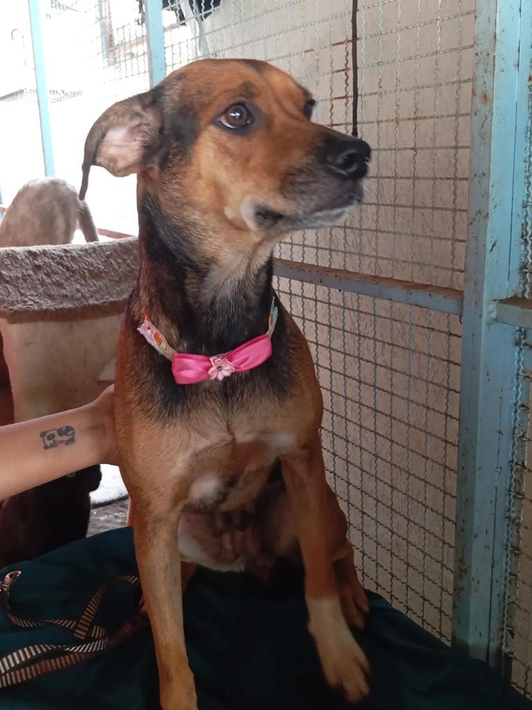 Aurora, cachorro de porte pequeno para adoção em Campo Grande - MS — foto 2 de 4
