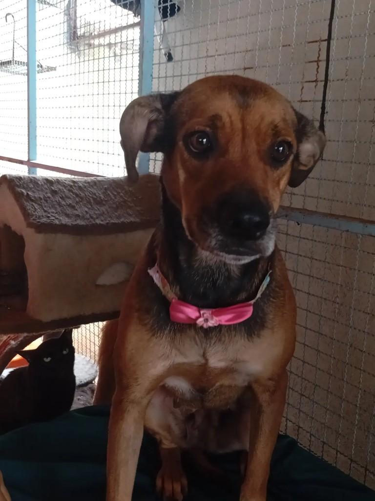 Aurora, cachorro de porte pequeno para adoção em Campo Grande - MS — foto 3 de 4