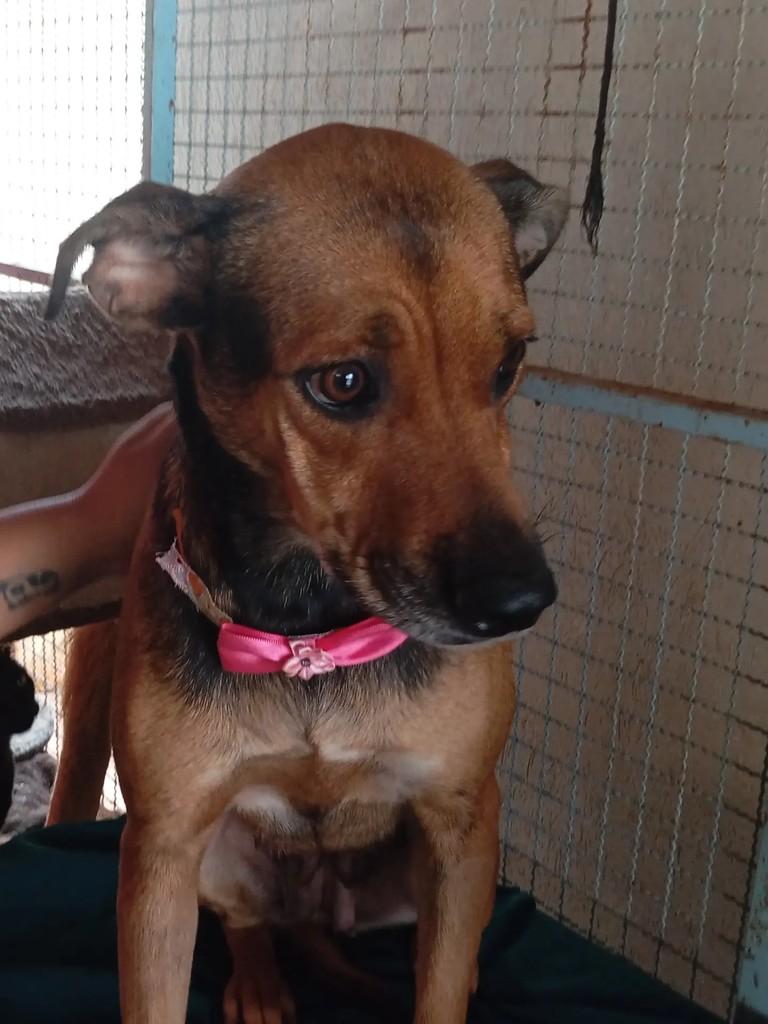 Aurora, cachorro de porte pequeno para adoção em Campo Grande - MS — foto 4 de 4