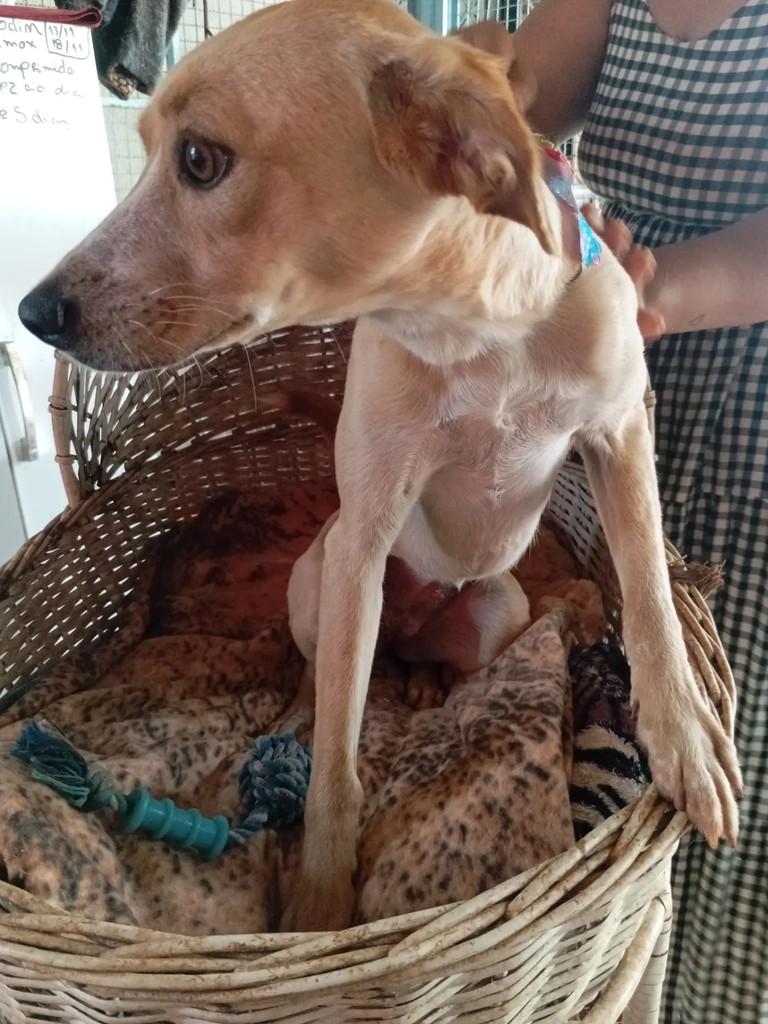 Luzia, cadela de porte pequeno para adoção em Campo Grande - MS — foto 3 de 3