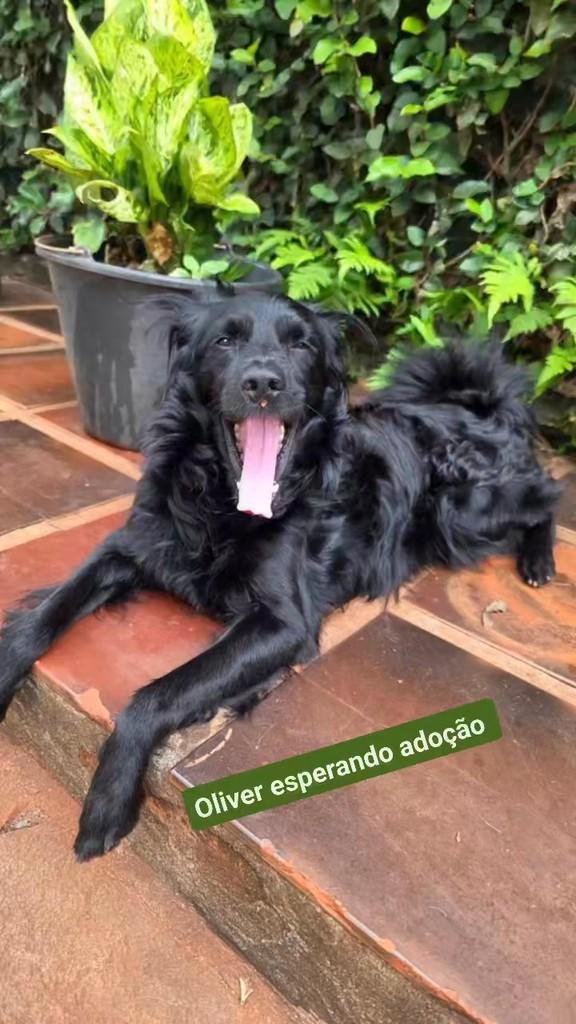 Oliver, cachorro de porte médio para adoção em Canitar - SP