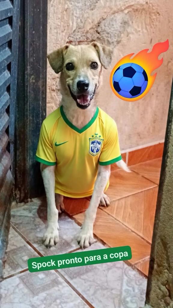 Spock, cachorro de porte pequeno para adoção em Canitar - SP