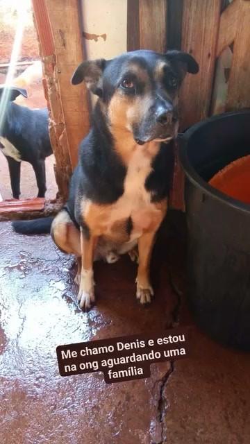 Denis, cachorro de porte médio para adoção em Canitar - SP