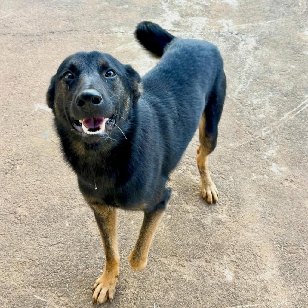 Lobinho, cachorro de porte médio para adoção em Ouro Branco - MG