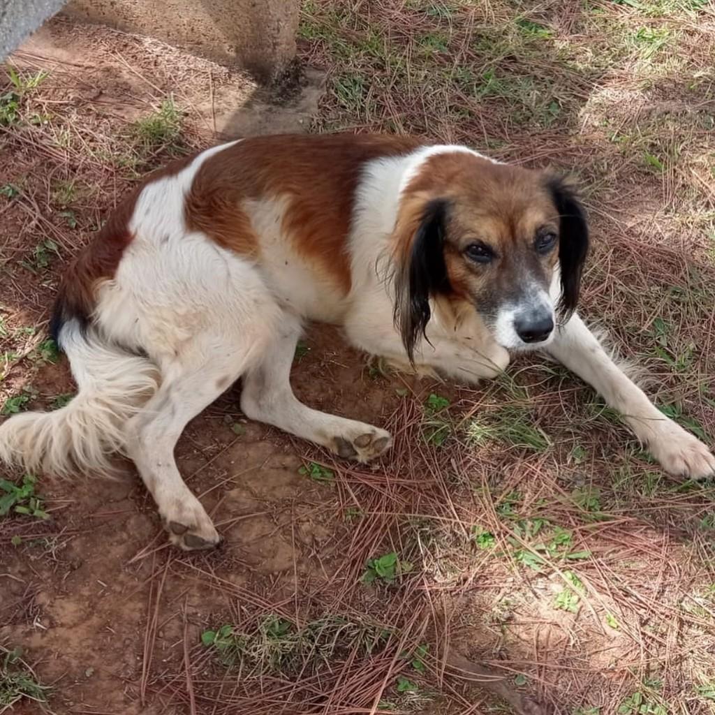 Billy, cachorro de porte médio para adoção em Ouro Branco - MG