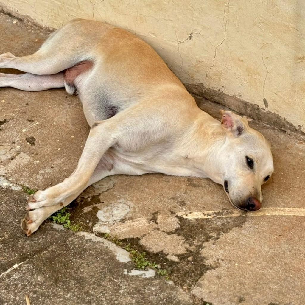 Fred, cachorro de porte grande para adoção em Ouro Branco - MG