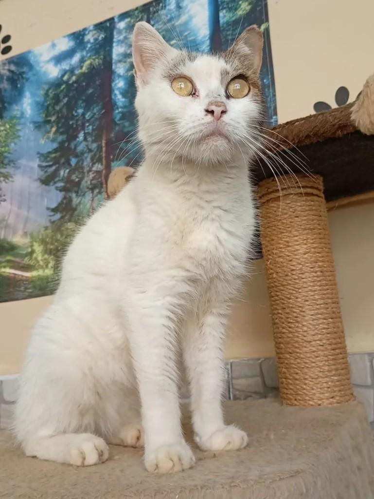 Calfinho, gato de porte médio para adoção em Lauro de Freitas - BA