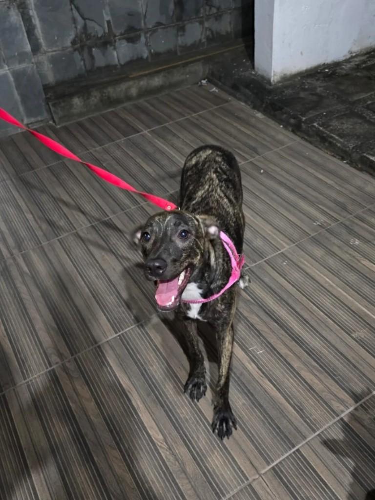 Pérola, cadela de porte pequeno para adoção em Lauro de Freitas - BA