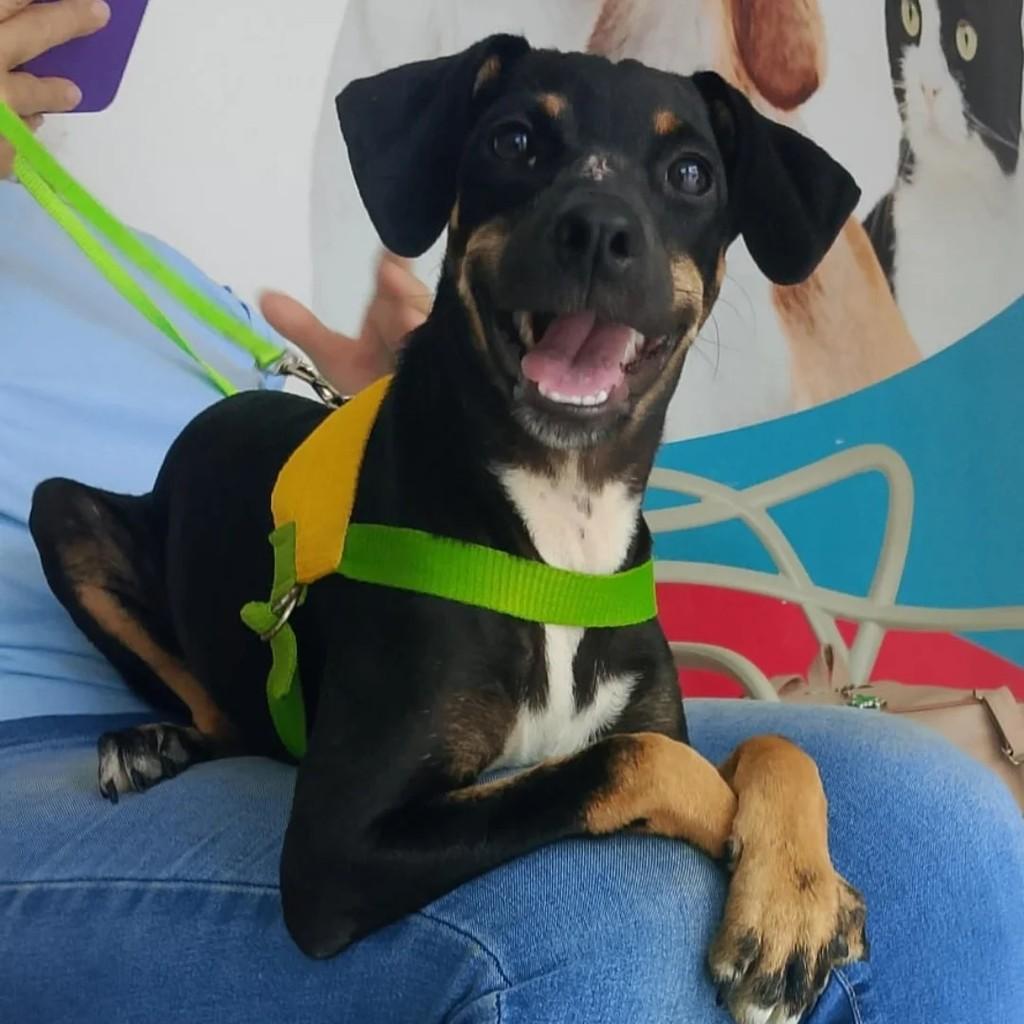 Heleninha, cachorro de porte pequeno para adoção em Lauro de Freitas - BA