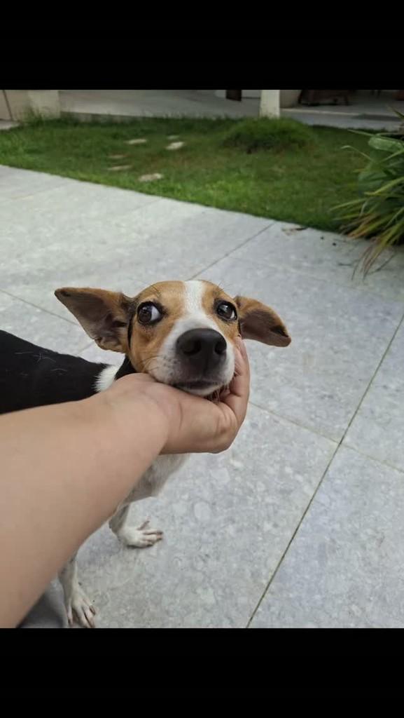 Ritinha, cachorro de porte pequeno para adoção em Lauro de Freitas - BA