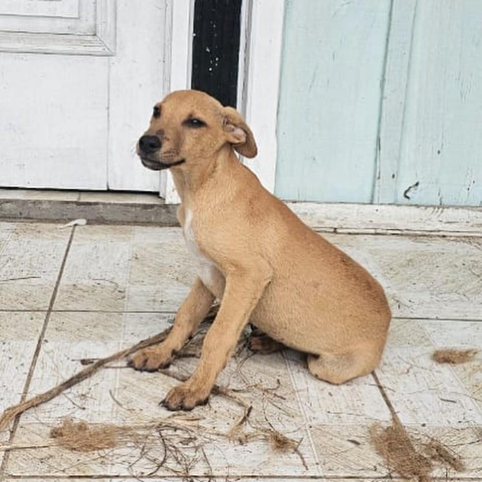 Paçoca, cachorro de porte pequeno para adoção em Morretes - PR