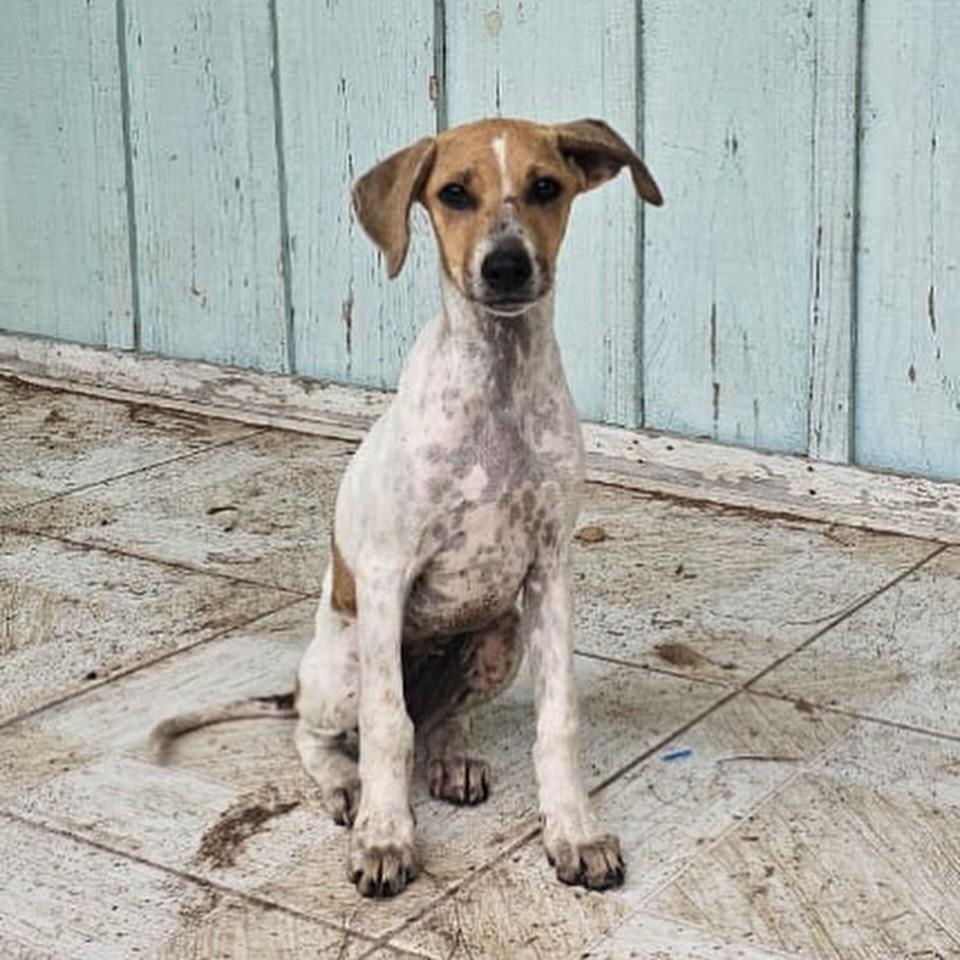 Mika, cadela de porte pequeno para adoção em Morretes - PR