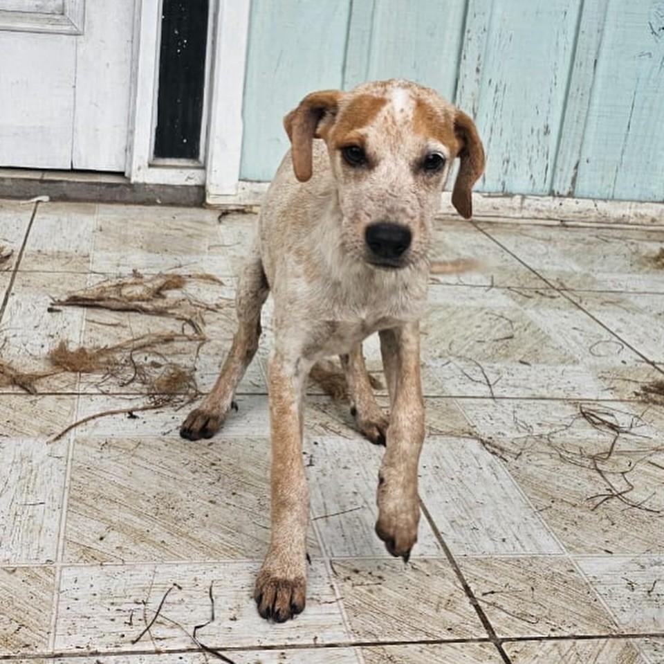 Milla, cadela de porte pequeno para adoção em Morretes - PR