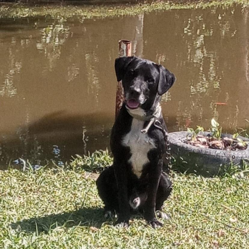 Thor, cachorro de porte médio para adoção em Morretes - PR