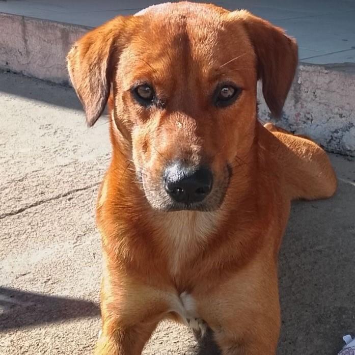 Belo, cachorro de porte médio para adoção em Morretes - PR