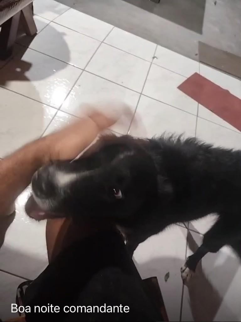 Pastor, cachorro de porte médio para adoção em Santarém - PA