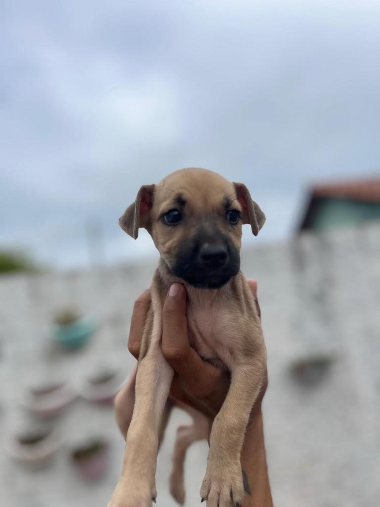 Bruno, cachorro de porte pequeno para adoção em Santarém - PA