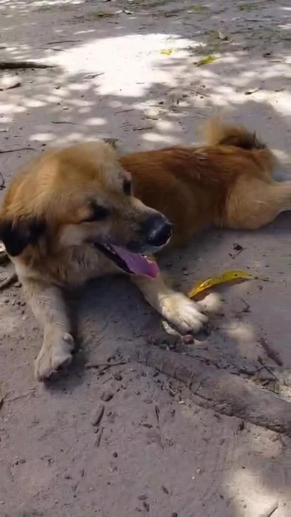 Guerreirinho, cachorro de porte médio para adoção em Santarém - PA