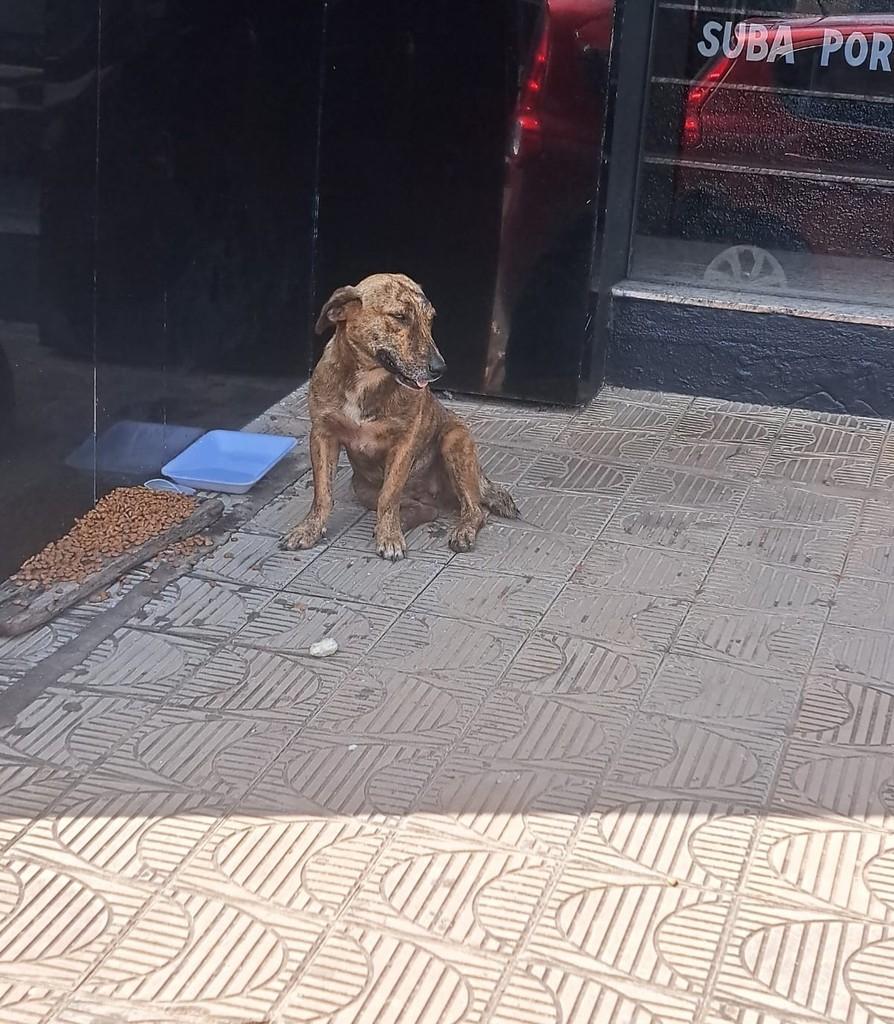 Virgínia, cadela de porte médio para adoção em Santarém - PA