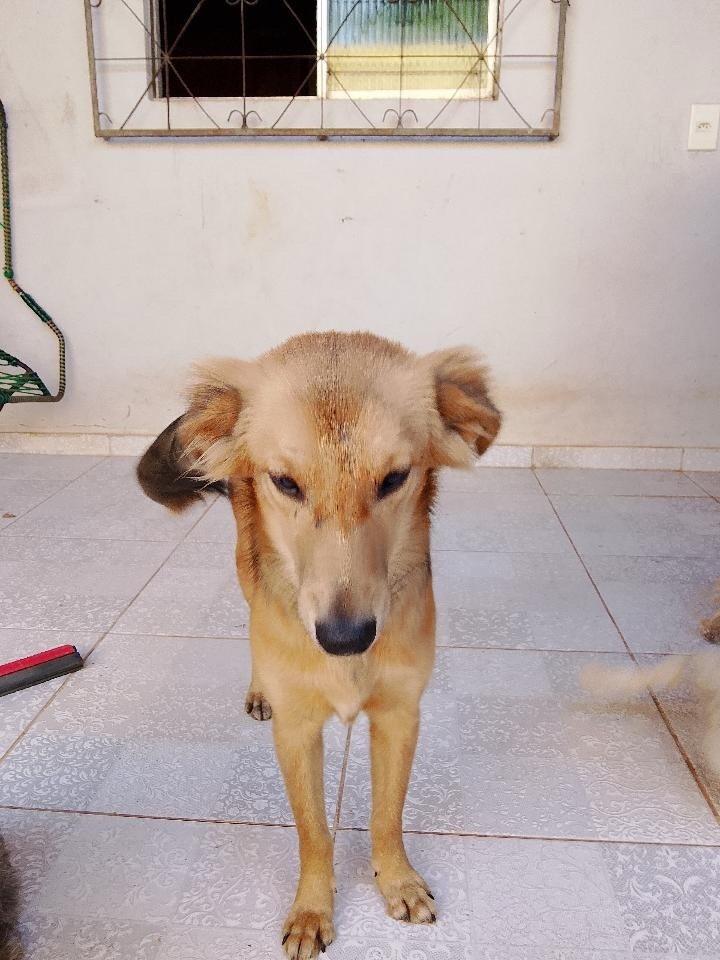 Lindo Rapaz, cachorro de porte pequeno para adoção em Santarém - PA