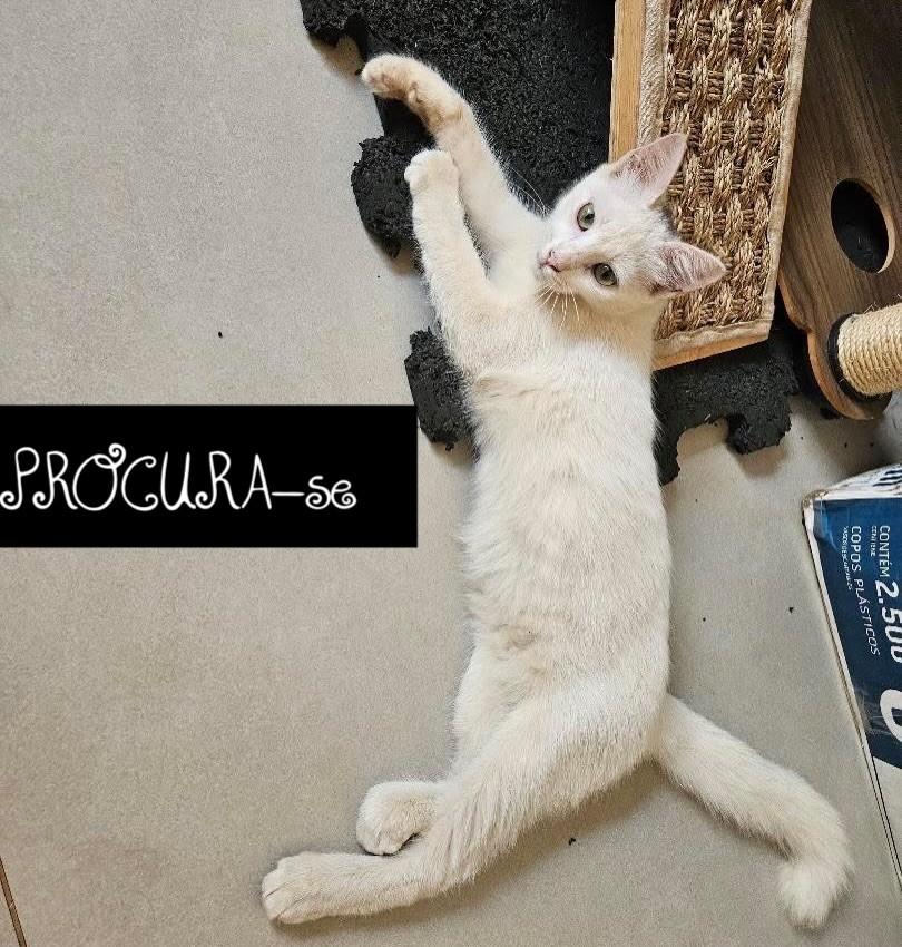 Fofinha, gato de porte pequeno para adoção em Santarém - PA